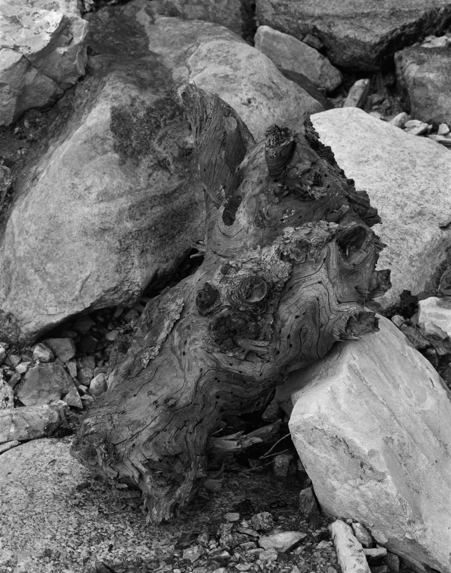 Black and white photo of a log.
