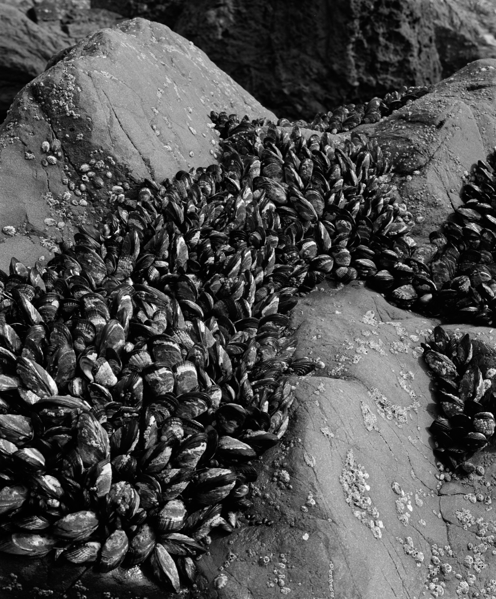 Black and white photo of Mussels