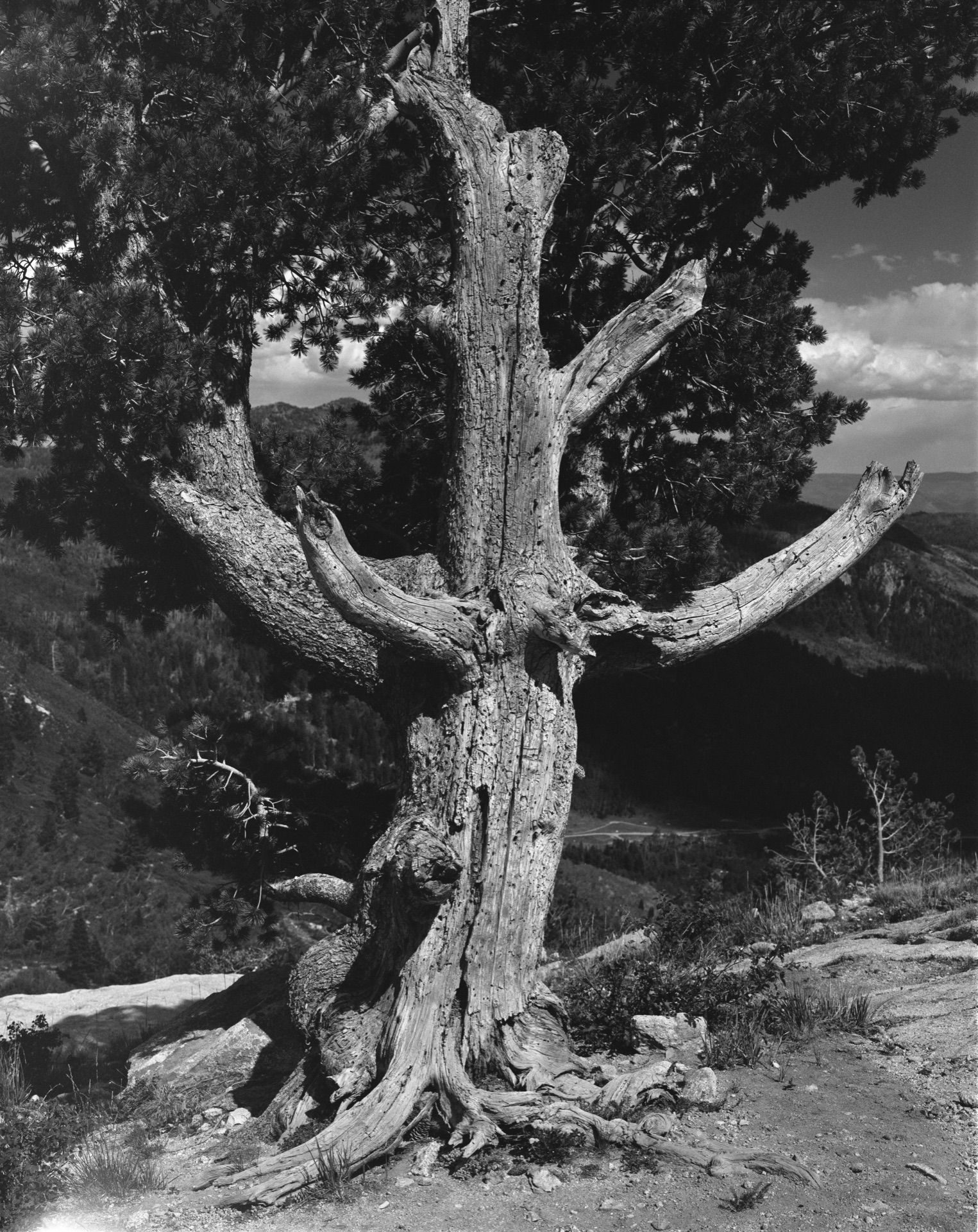 Black and white photo of a tree.